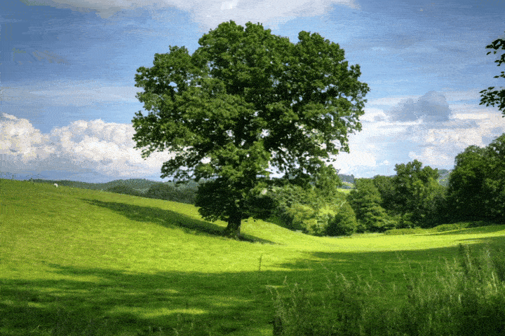 GIF 1