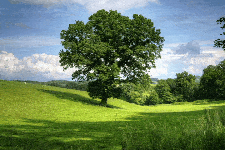GIF 3